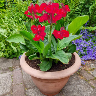 Red Beauty Dwarf Canna