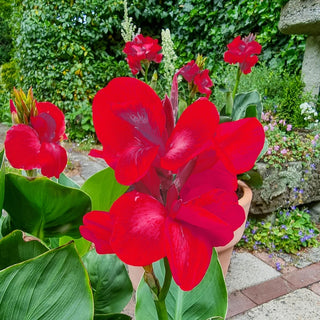 Red Beauty Dwarf Canna