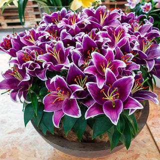 Sunny Keys Oriental Carpet Border Lily™