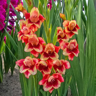 Rose Ember Border Gladiolus