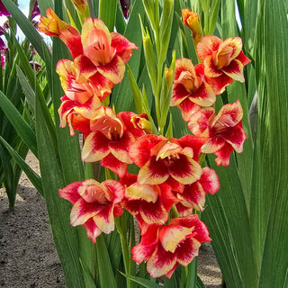 Rose Ember Border Gladiolus