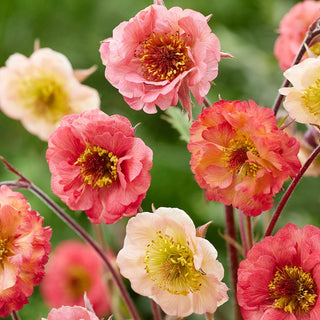 Grand Desert Geum Mixture