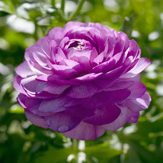 Tomer Purple  Ranunculus
