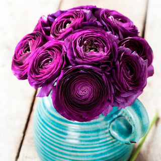 Tomer Purple  Ranunculus