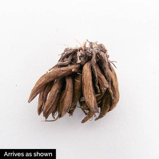 Tomer Purple  Ranunculus