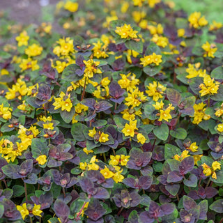 Persian Chocolate Loosestrife
