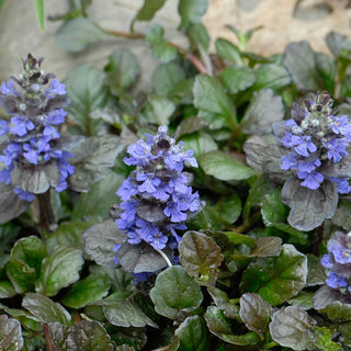 Black Scallop Bugleweed