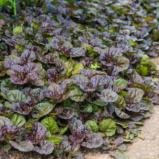 Black Scallop Bugleweed