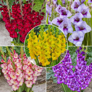 Dwarf Gladiolus Collection