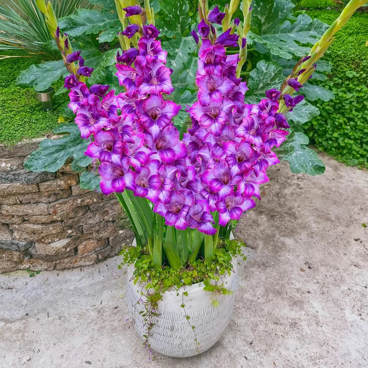 gladiolus bulbs planting in pots Dwarf Gladiolus Collection