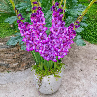 Dwarf Gladiolus Collection