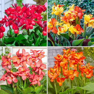 Tropical Dwarf Canna Collection