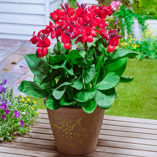 Tropical Dwarf Canna Collection