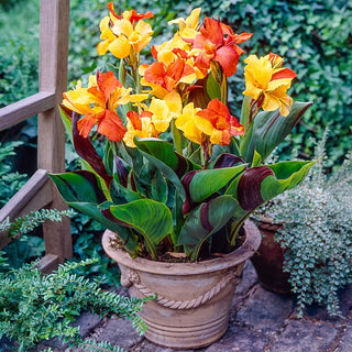 Tropical Dwarf Canna Collection