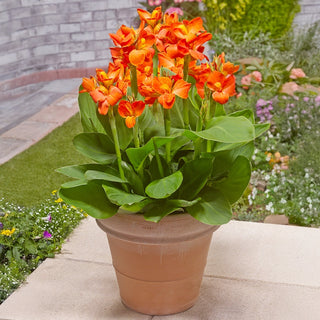 Tropical Dwarf Canna Collection