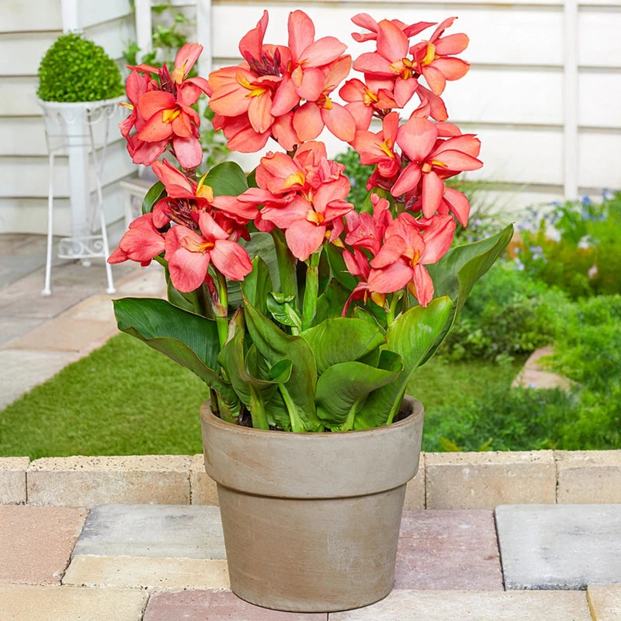 can canna bulbs be planted in pots Salmon Beauty Dwarf Canna