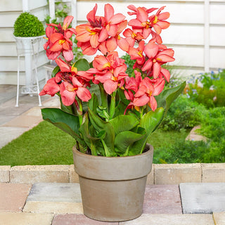 Salmon Beauty Dwarf Canna