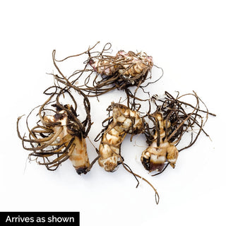 Ingeborg Dwarf Canna