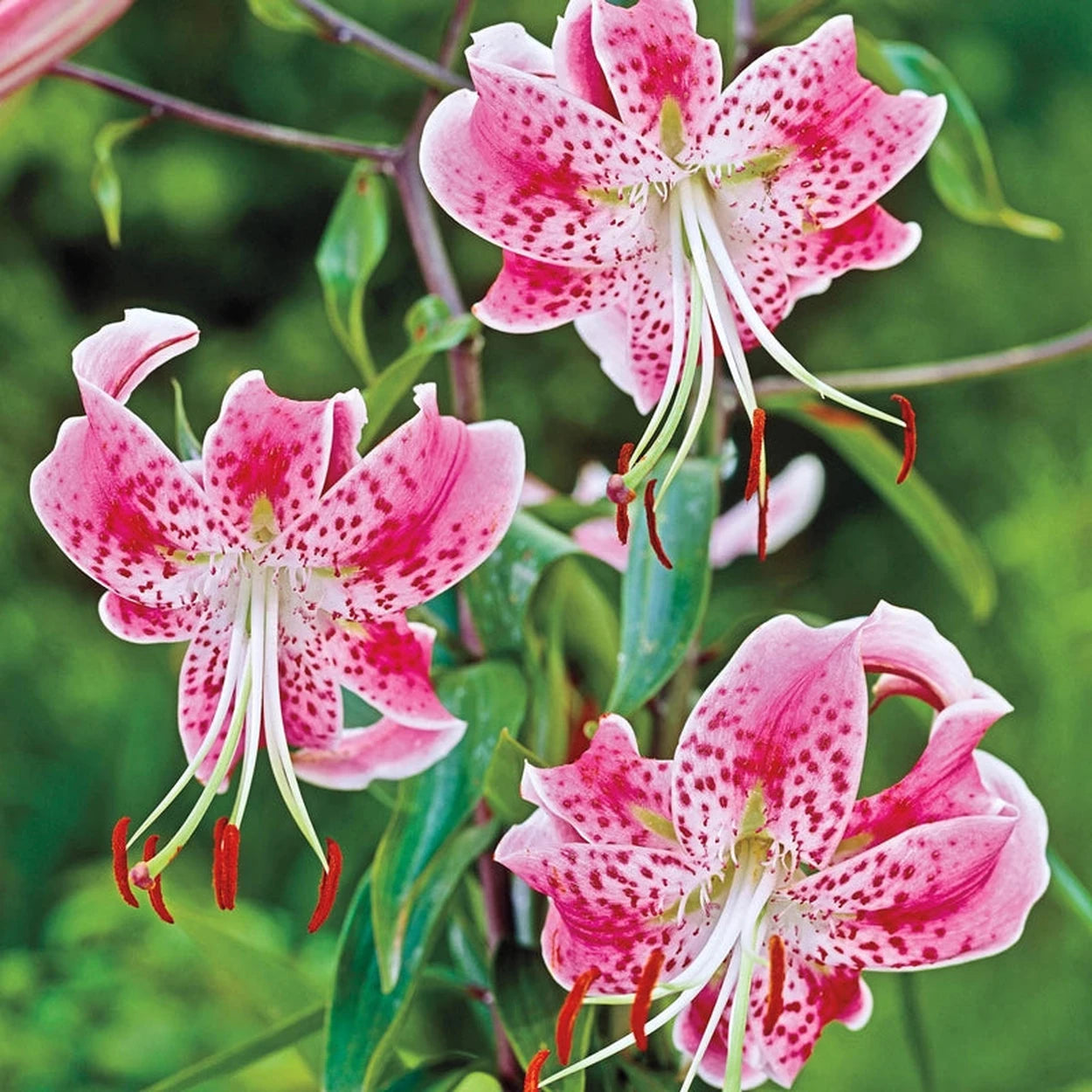 white rubrum lily Uchida Lily