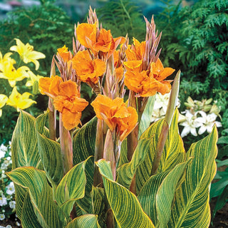 Pretoria Canna