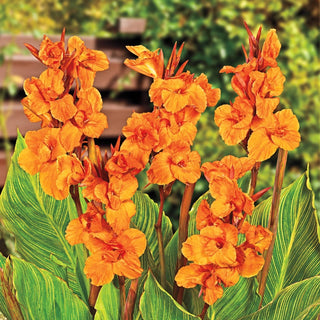 Pretoria Canna