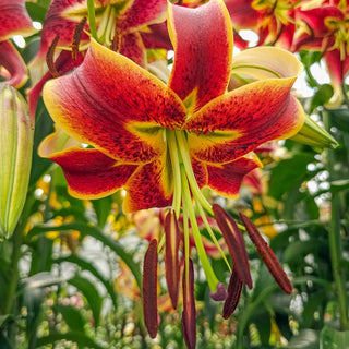 Turban Lily Scheherazade