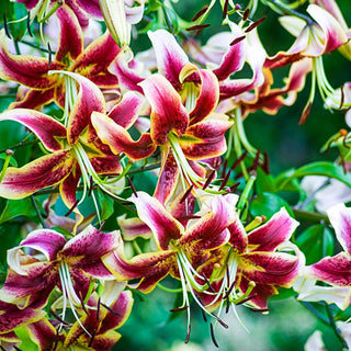 Turban Lily Scheherazade