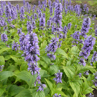 Magical Mr. Blue Sky Catmint