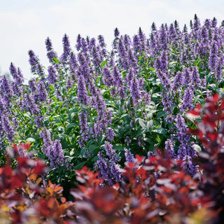 Magical Mr. Blue Sky Catmint