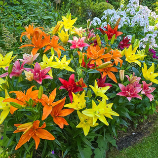 Double Asiatic Lily Mixture