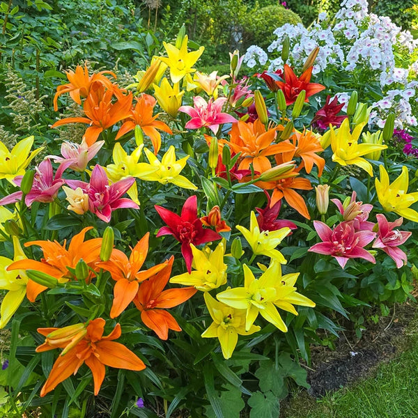 winterize asiatic lilies Double Asiatic Lily Mixture – Breck's