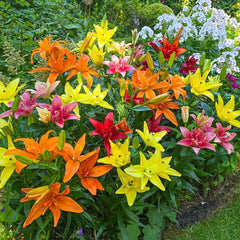 tiny double you asiatic lilies Double Asiatic Lily Mixture – Breck's