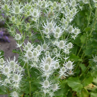 Magical White Lagoon Sea Holly