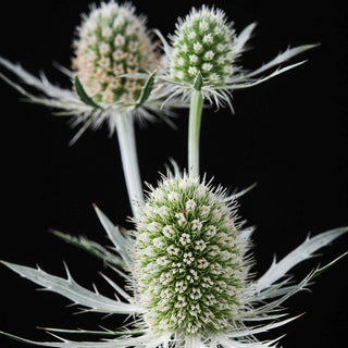 Magical White Lagoon Sea Holly