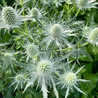 Magical White Lagoon Sea Holly