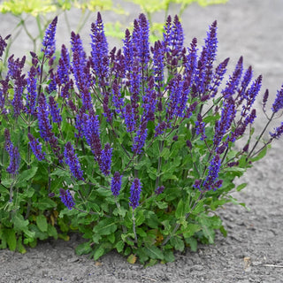 Bazuin Dark Night Salvia