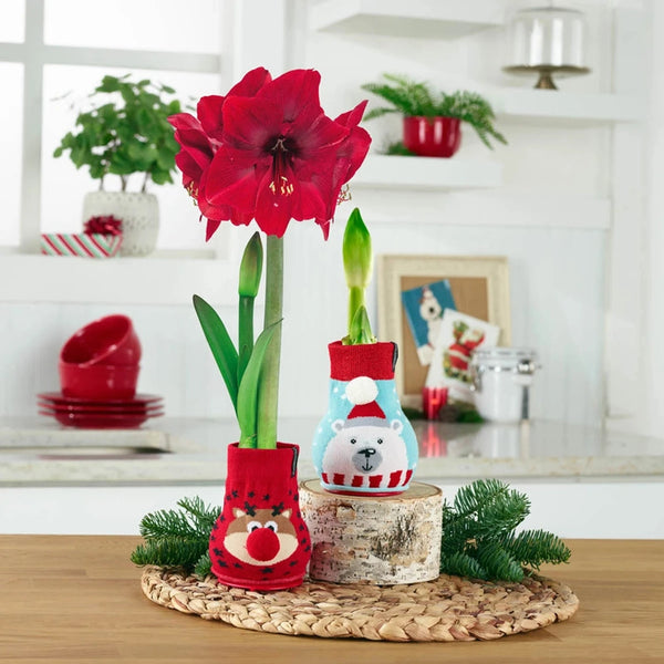Sweater Covered Waxed Amaryllis | Shop Breck's Gifts