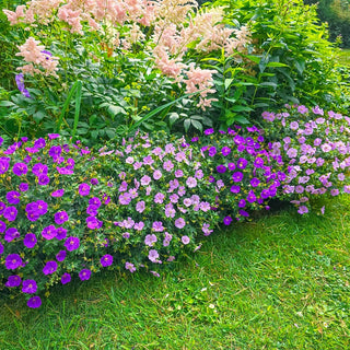 Frivolius Hardy Geranium Collection