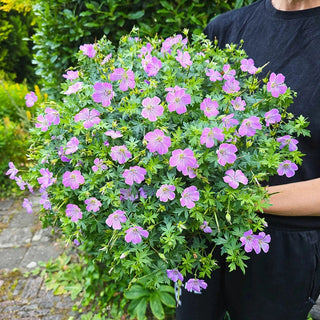 Frivolius Hardy Geranium Collection