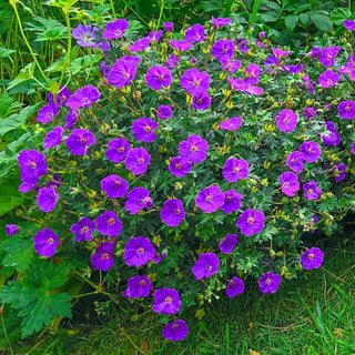 Frivolius Hardy Geranium Collection