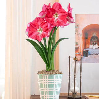 Derby Day featuring Candy Queen Amaryllis - Single