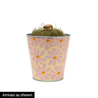 Flower Power featuring Candy Floss Amaryllis - Single