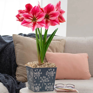 Spring Breeze featuring Gervase Amaryllis