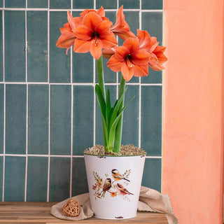Birds and Blooms Amaryllis