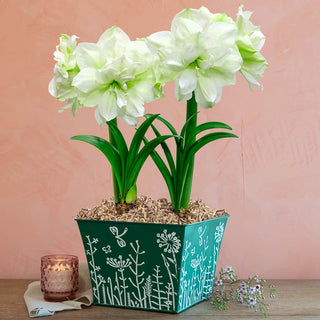 Natural Beauty Amaryllis