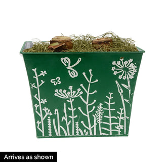 Natural Beauty Amaryllis