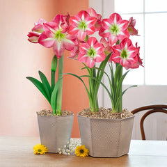 Sunday Brunch featuring Exposure Amaryllis | Breck's Gifts