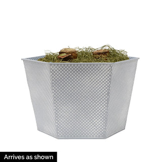 Sunday Brunch featuring Exposure Amaryllis