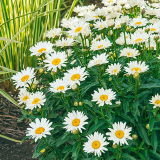 Alaska Shasta Daisy