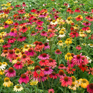 Summer Festival Coneflower Mixture